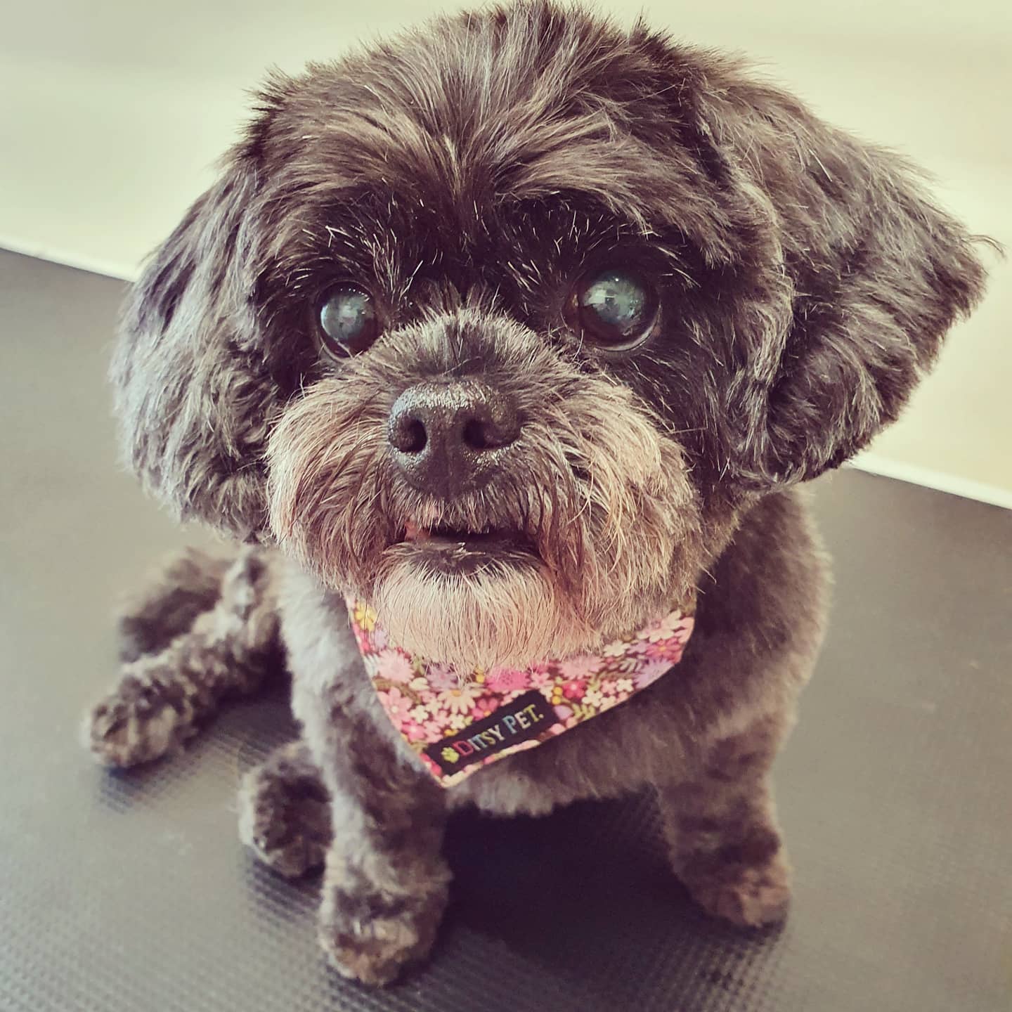 worthing dog groomer - rosie - toy poodle x Affenpinscher